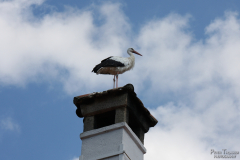 Berberaffen & Störche