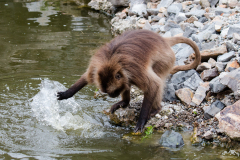 Zoo Zürich 2017