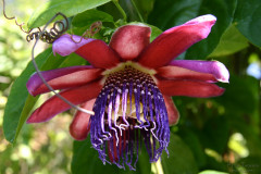 Blumen