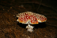 Pilze