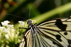 Schmetterlinge
