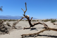 Mesquite Sand Dunes