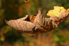 Wald